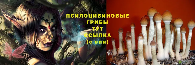 купить наркоту  ОМГ ОМГ вход  Псилоцибиновые грибы Cubensis  Арамиль 